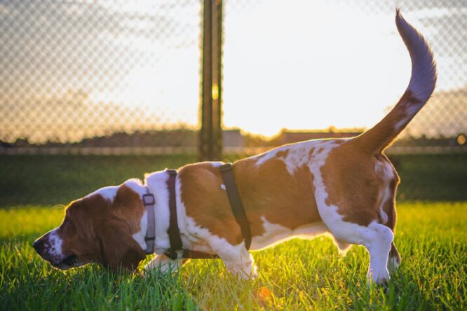 Вигул домашніх улюбленців